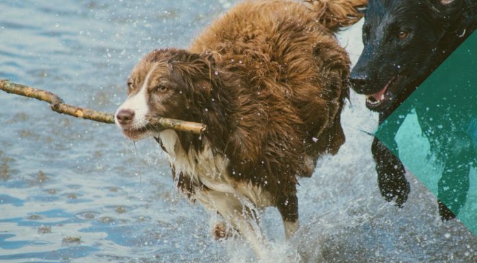 Una app para monitorear la salud de tu mascota app smartphone tecnologia