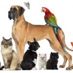 Mejores apps para mascotas aplicaciones para mascotas