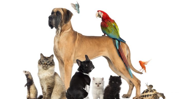 Mejores apps para mascotas aplicaciones para mascotas