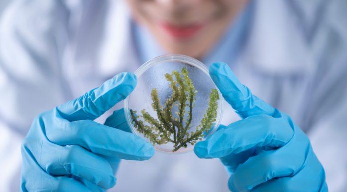 Bioplásticos con madera: una ayuda para la naturaleza